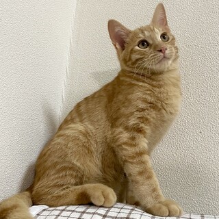 甘えん坊の茶トラくん