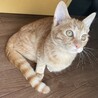 甘えん坊の茶トラくん