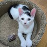 生後4ヶ月の「ごえもんくん」