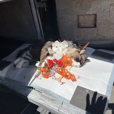 さようなら、うにちゃん　あなた本当にいい猫だったよ