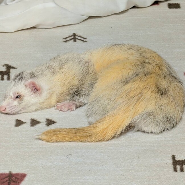 @pyonのカバー写真