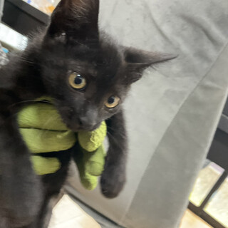 人馴れ◎トイレ◎鍵しっぽの黒子猫