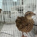 ウズラのメス　3匹