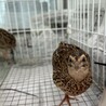 ウズラのメス　3匹 サムネイル2