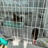 ウズラのメス　3匹 サムネイル3