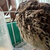 ウズラのメス　3匹 サムネイル4