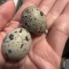 ウズラのメス　3匹 サムネイル5