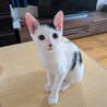 生後4ヶ月の「ごえもんくん」 サムネイル4