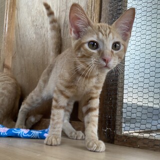 人も猫も大好き♡甘えん坊たけまるくん