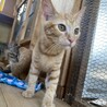 人も猫も大好き♡甘えん坊たけまるくん サムネイル2