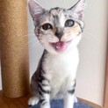 8/26(水)30(日)譲渡会♡なつっこちゃん