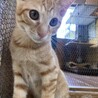 人も猫も大好き♡甘えん坊たけまるくん サムネイル3