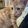 人も猫も大好き♡甘えん坊たけまるくん サムネイル4
