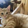 人も猫も大好き♡甘えん坊たけまるくん サムネイル5