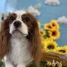 キャバリア 点々君 ブレンハイム 3歳 サムネイル4
