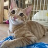 人も猫も大好き♡茶トラのはるとくん