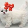 ミヌエットの10ヶ月の短足でめちゃくちゃ可愛い サムネイル2