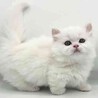 ミヌエットの10ヶ月の短足でめちゃくちゃ可愛い サムネイル4
