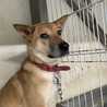 大きいお耳のたわしくん サムネイル2