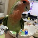 コザクラインコ　おそらく女の子？ 募集停止中