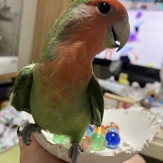 コザクラインコ　おそらく女の子？ 募集停止中