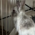 　大切に家族として迎え入れてくれるかた募集