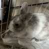 　大切に家族として迎え入れてくれるかた募集 サムネイル2