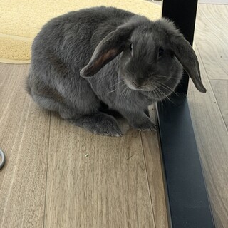 ロップイヤーのうさぎさん