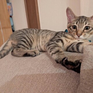 壁の中から救出された5きょうだいイロハ