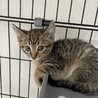 壁の中から救出された5きょうだいイロハ