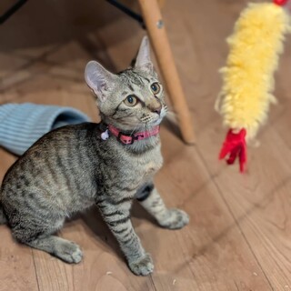 壁の中から救出　甘えん坊ウォンヒちゃん