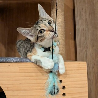 壁の中から救出　甘えん坊ミンジュちゃん