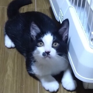 ちょいビビリな仔猫です