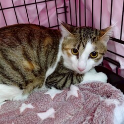 第2回　FITNEKO EXPO　保護猫譲渡会 サムネイル2