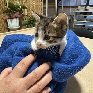 No.57 うるうるおめめのキジ白くん