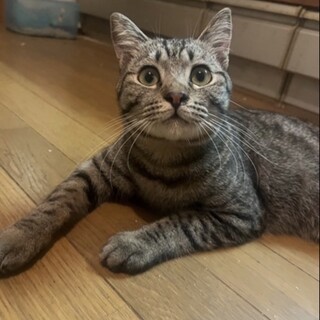 元気と愛嬌いっぱいオス猫里親募集
