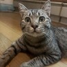 元気と愛嬌いっぱいオス猫里親募集 サムネイル2