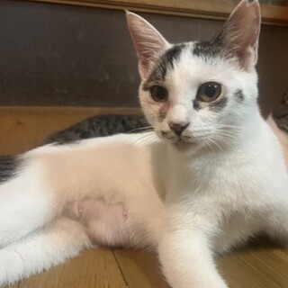 愛嬌たっぷり人間大好きなメス猫の里親募集