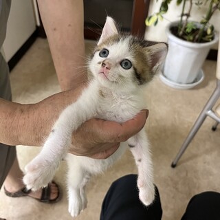 白とトラ柄が可愛らしい子猫ちゃん