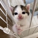 白とトラ柄のやんちゃな子猫ちゃん