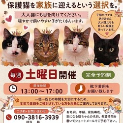 赤羽保護猫譲渡会（JR赤羽駅徒歩10分）