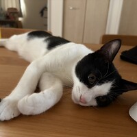 ハル