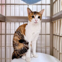 ツンデレ美猫❤️三毛猫みほちゃん