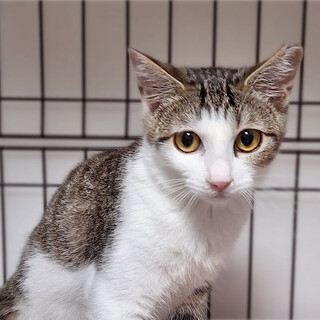 【募集一時停止】キジシロ子猫ソーダちゃん