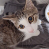 【募集一時停止】キジシロ子猫ソーダちゃん
