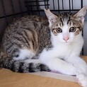 【募集一時停止】キジシロ子猫パフェくん