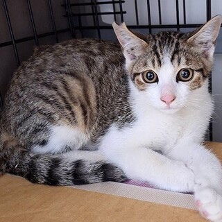 【募集一時停止】キジシロ子猫パフェくん