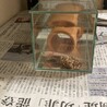 うぱるぱハウス