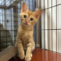 わんぱく！にゃんプロも大好き★げんくん