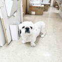 ペキニーズ　飼主さん入院のため緊急保護しました